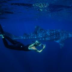 Whaleshark