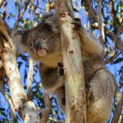 Koala