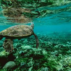Turtle