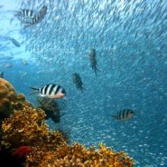Reef