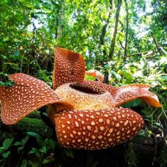 Rafflesia, Malaysia's giant parasitic corpse flower