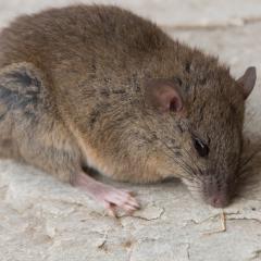 Melomys rat