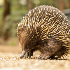 Echidna