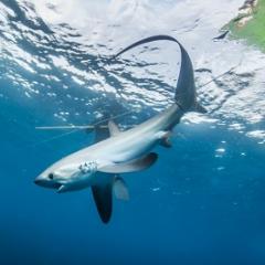 Shark