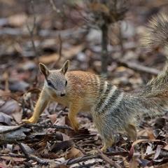 Numbat