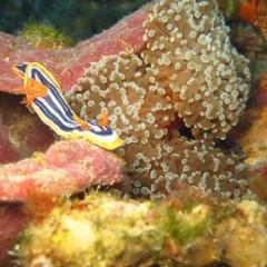 Twilight zone coral