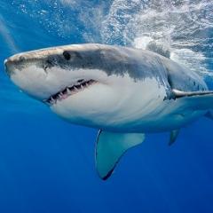 Shark