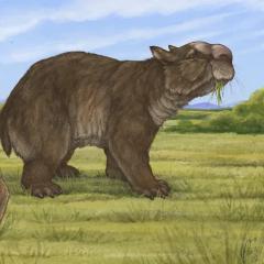 Drawing of giant wombat
