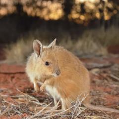 Mala wallaby