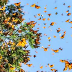 Butterflies on a tree
