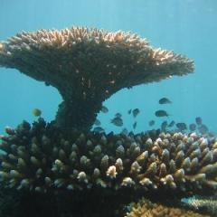 Coral