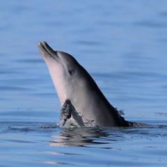 Dolphin emerges from the water
