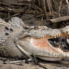 Croc