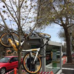 oBike stuck in tree