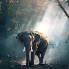 Elephant