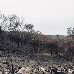 Bushfire