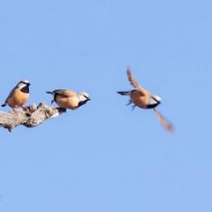 Sparrows