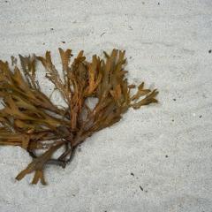 Seaweed