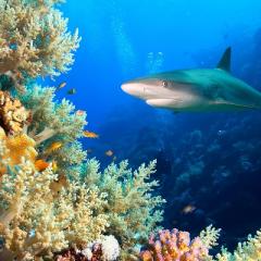 Shark