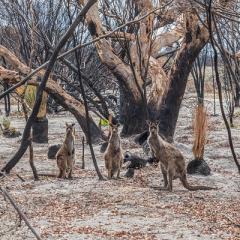 Kangaroos