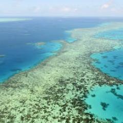 Reef
