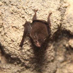 Bat