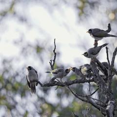 Noisy miners