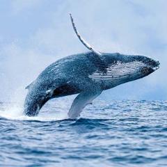 Whale