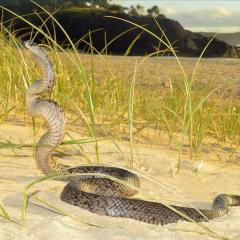 Snake