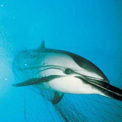 Dolphin