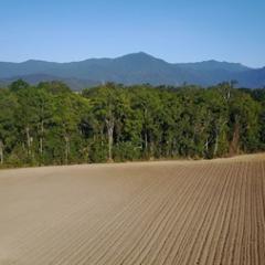 Deforestation