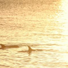 Dolphin