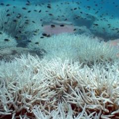 Bleached reef