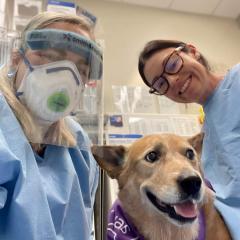 Dog with two vets