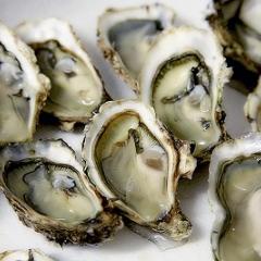 Plate of oysters