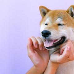 Dog smiling