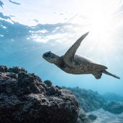 Turtle