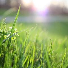 Grass