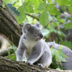 Koala