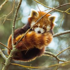 Red panda