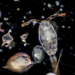 Plankton