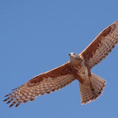 Red goshawk