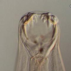 Hookworm