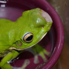 Frog cancer
