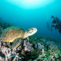 Turtle