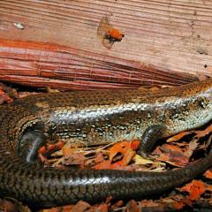 Skink