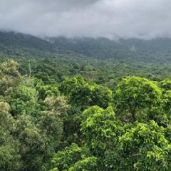 Rainforest