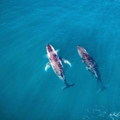 Humpback whales swimming in Frenchmans Bay, Queensland.  (Photo credit: AmazingAerialAgency/Adobe )
