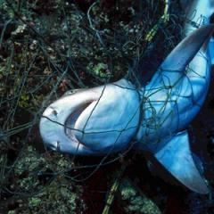Shark