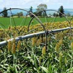 A sorghum crop